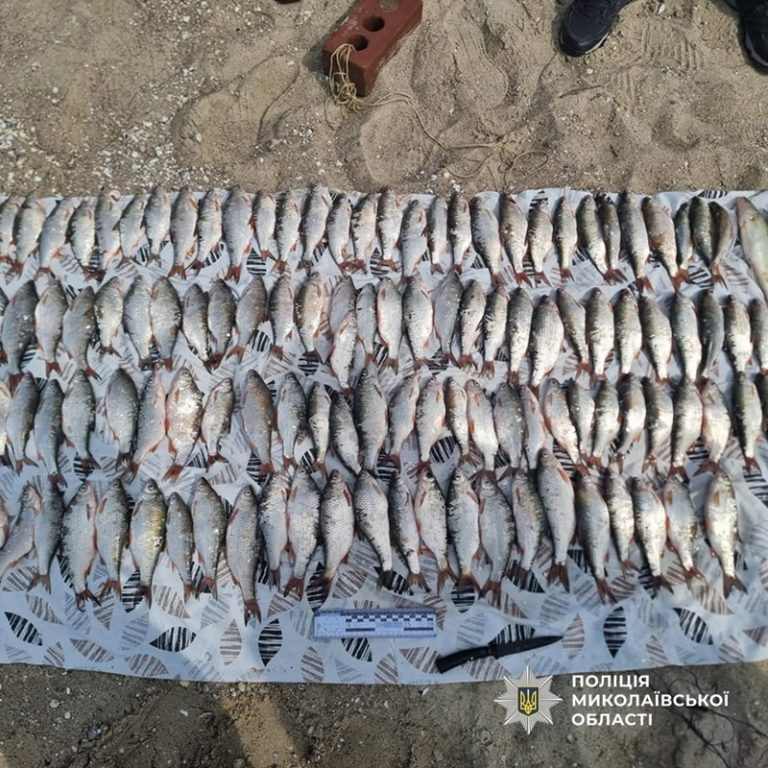 Браконьєрський улов на Миколаївщині: у громаді чоловіки за допомогою сіток виловили тарань, лящ,  пеленгас, судак