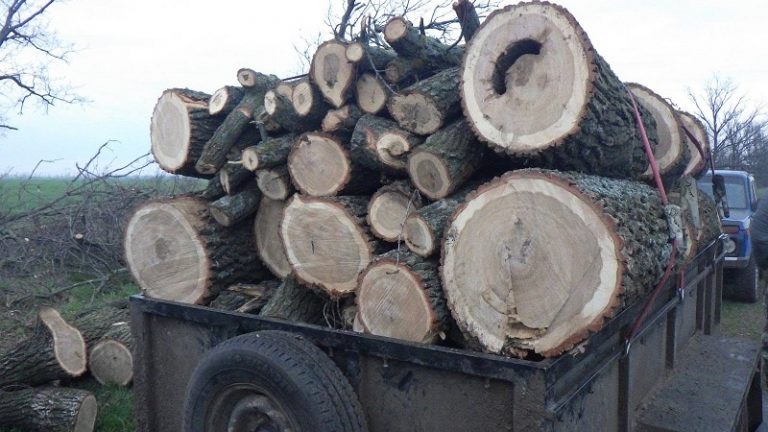 У громаді на Миколаївшині двоє чоловіків вирубали дуби