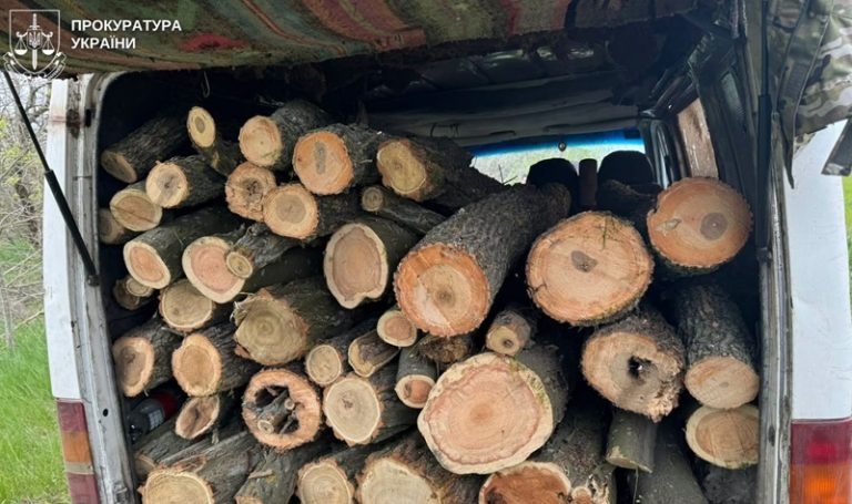 Група «чорних лісорубів» завдала збитків на понад 600 тис грн: прокуратура Миколаївської області