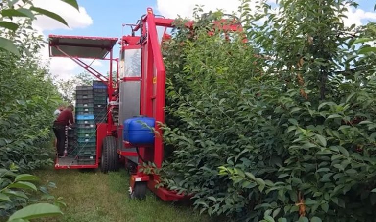 Вишневий сад на Миколаївщині дасть близько 300 тонн урожаю: аграрій готується до відкриття власної переробки – відео