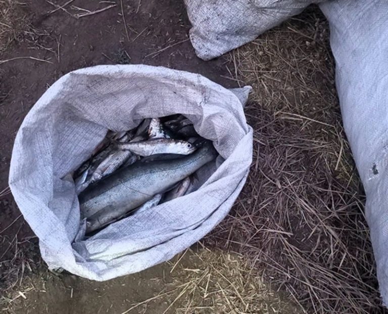 Майже 60 тисяч гривень збитків: на лимані у Миколаївській області викрили незаконний вилов риби