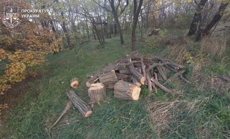 На Миколаївщині судитимуть групу чоловіків за незаконну порубку дерев, якою завдано понад 400 тис грн збитків довкіллю