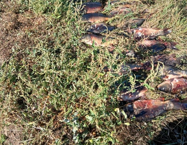 Сазани та карасі потрапили до сіток порушника на Миколаївщині: збитки – 138 тисяч гривень