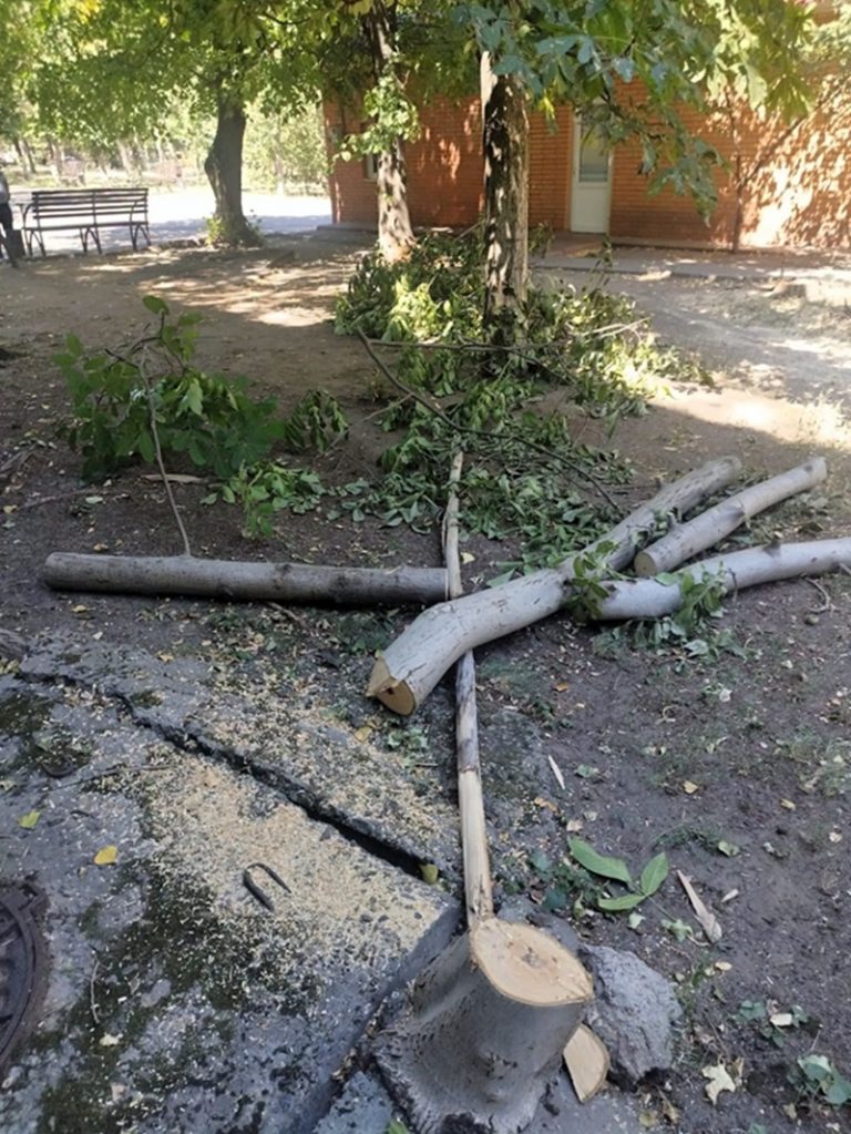 У Миколаєві на території міської лікарні виявили незаконне знесення дерева горіха