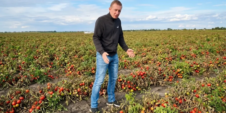 Фермер на Миколаївщині залишився з тоннами томатів без збуту після удару по заводу