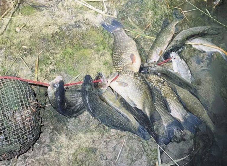 Шкідливе браконьєрство: чоловік на Інгулі вночі виловив риби й раків на мільйон