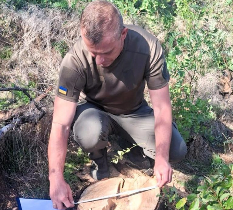 На Миколаївщині незаконно вирубали та пошкодили дерева: збитки перевищили 721 тисячу гривень
