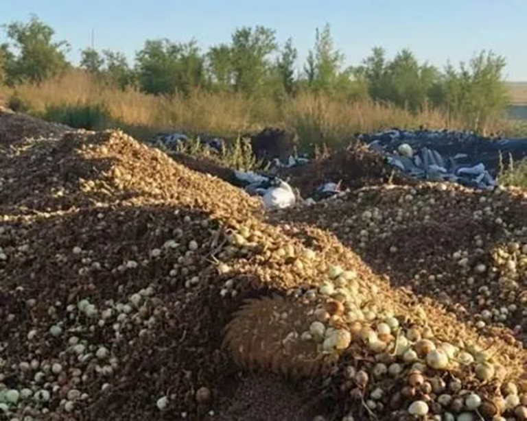 На Миколаївщині фермери викинули тонни цибулі та томатів